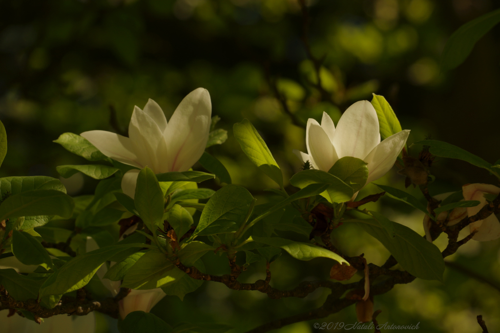 Album "Enamoured Spring" | Fotografie afbeelding "Lente" door Natali Antonovich in Archief/Foto Voorraad.