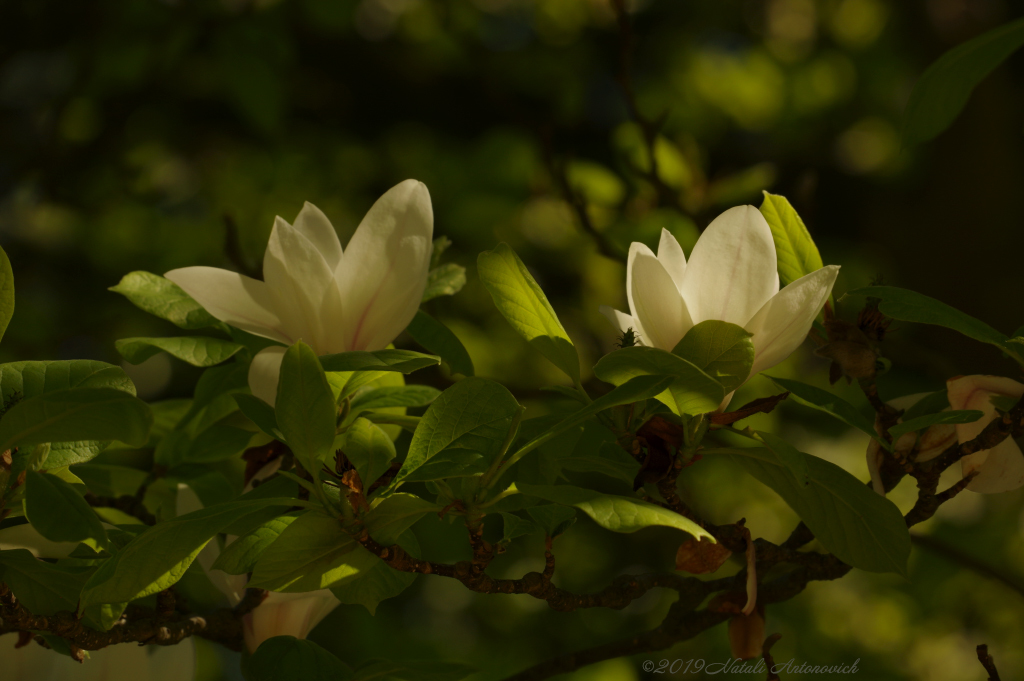 Album  "Enamoured Spring" | Photography image " Spring" by Natali Antonovich in Photostock.