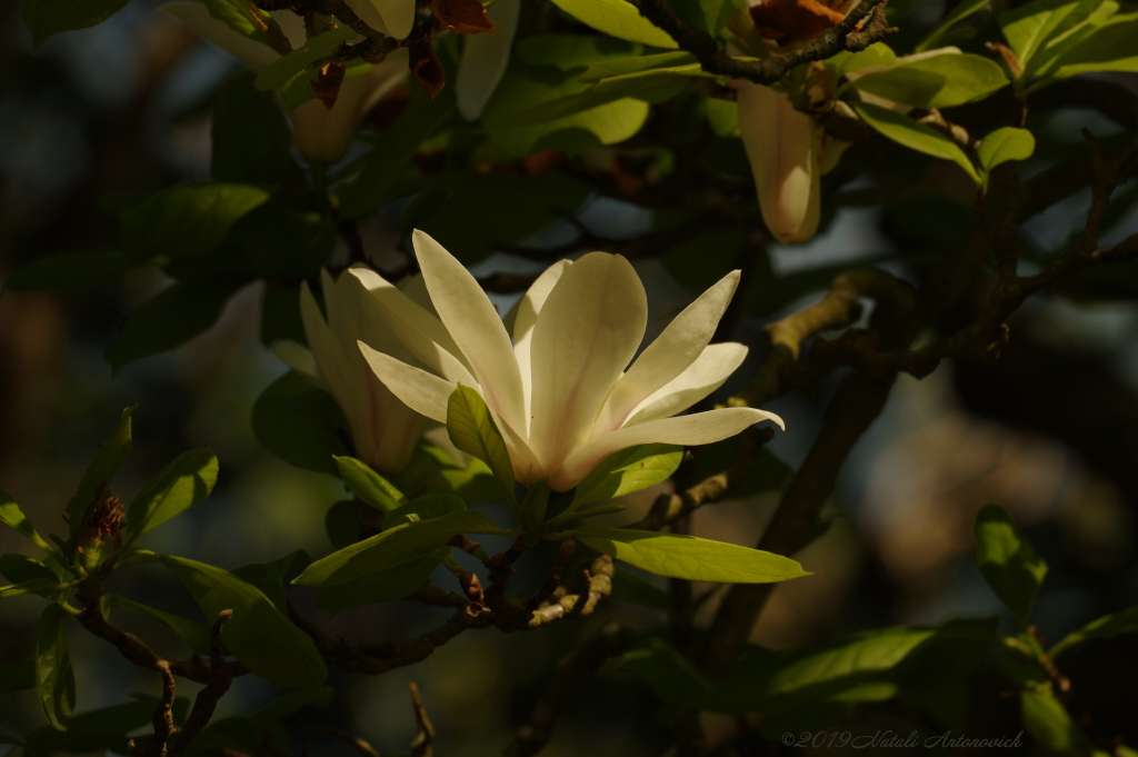 Fotografie afbeelding "Magnolia" door Natali Antonovich | Archief/Foto Voorraad.