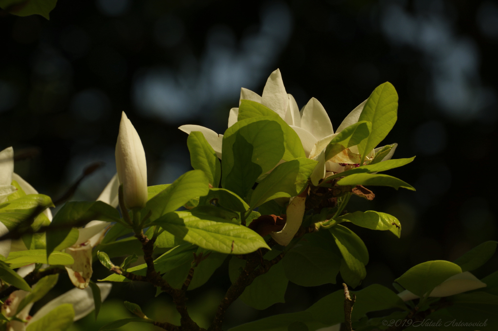 Fotografiebild "Magnolia" von Natali Antonovich | Sammlung/Foto Lager.