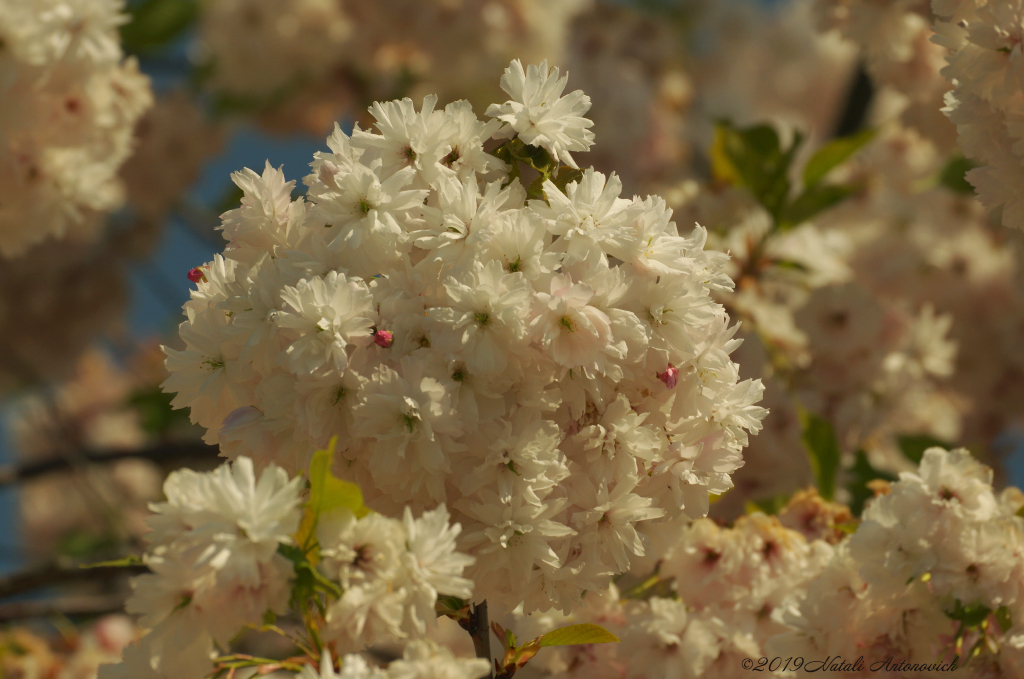 Album "Enamoured Spring" | Fotografie afbeelding "Lente" door Natali Antonovich in Archief/Foto Voorraad.