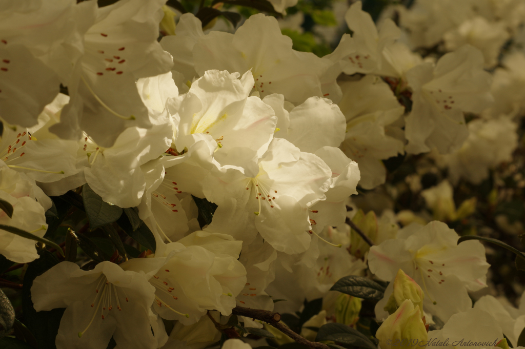 Альбом "Enamoured Spring" | Фотография "Весна" от Натали Антонович в Архиве/Банке Фотографий