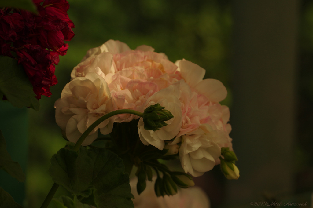 Album "Geranium" | Fotografie afbeelding "Bloemen" door Natali Antonovich in Archief/Foto Voorraad.