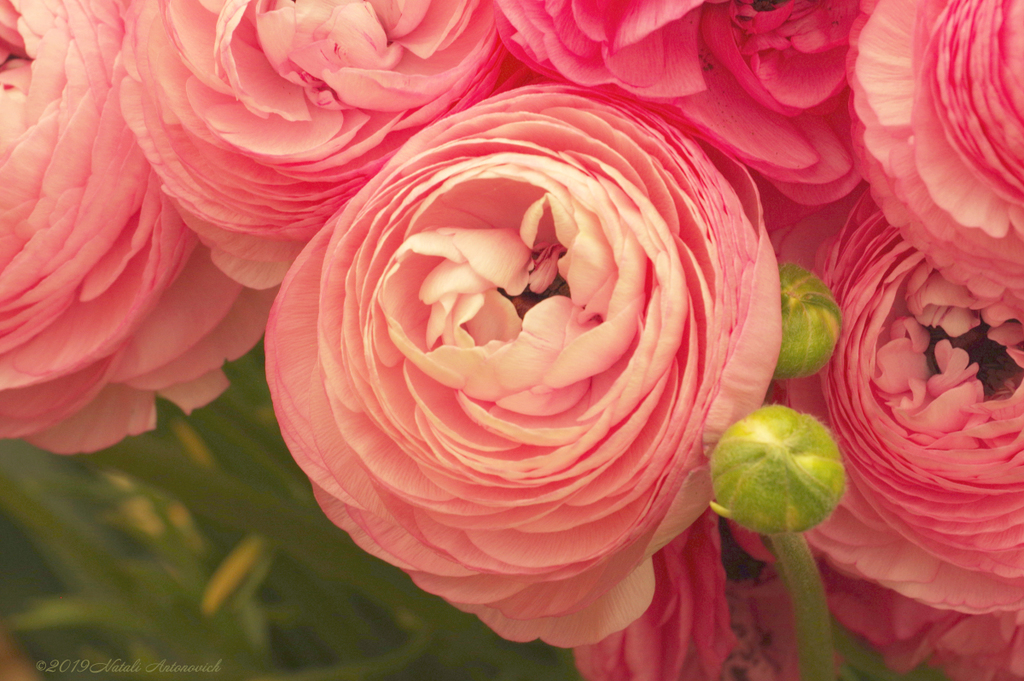 Album "Flowers" | Fotografie afbeelding "Bloemen" door Natali Antonovich in Archief/Foto Voorraad.