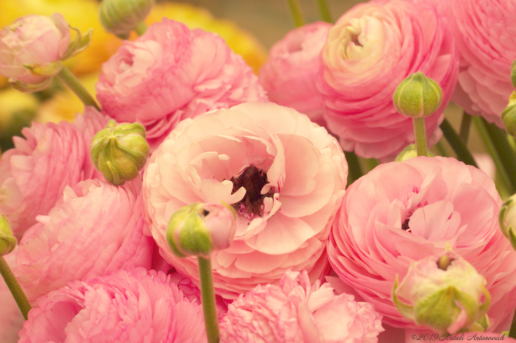 Fotografiebild "Flowers" von Natali Antonovich | Sammlung/Foto Lager.