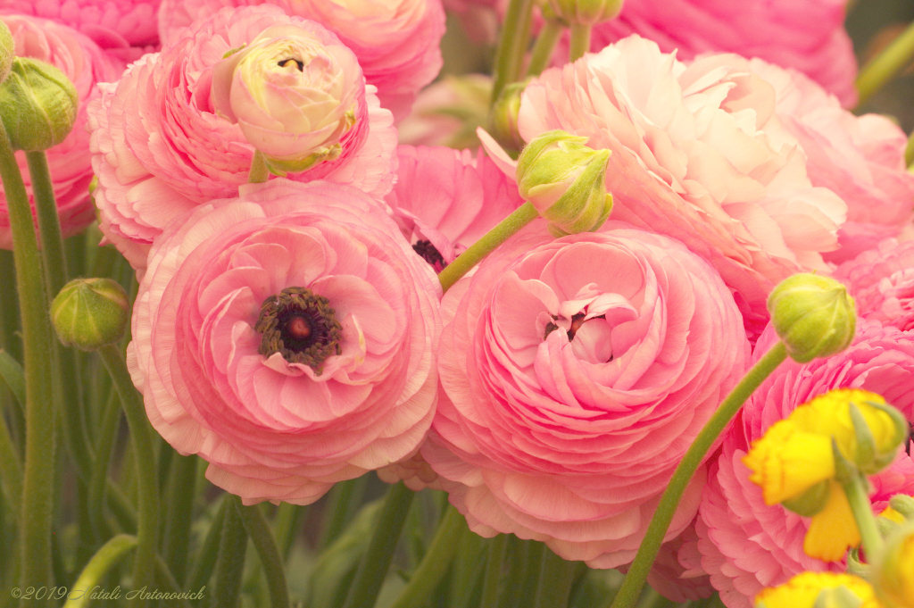 Photography image "Flowers" by Natali Antonovich | Photostock.