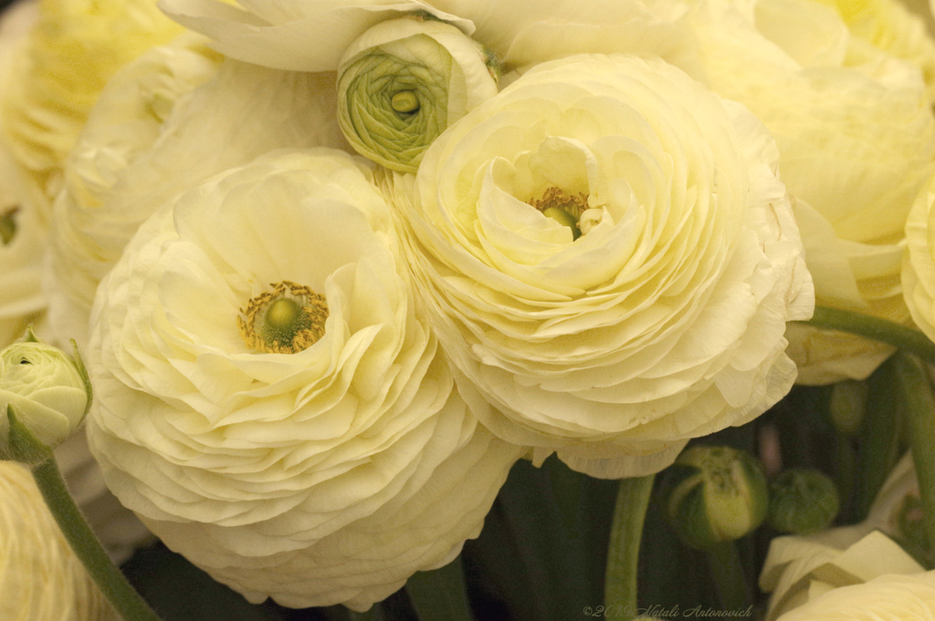 Album "Flowers" | Fotografiebild "Blumen" von Natali Antonovich im Sammlung/Foto Lager.