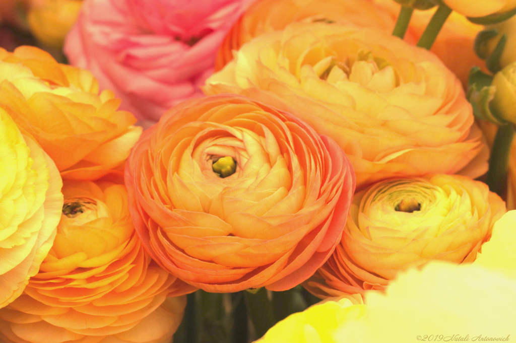 Альбом "Flowers" | Фотография "Цветы" от Натали Антонович в Архиве/Банке Фотографий