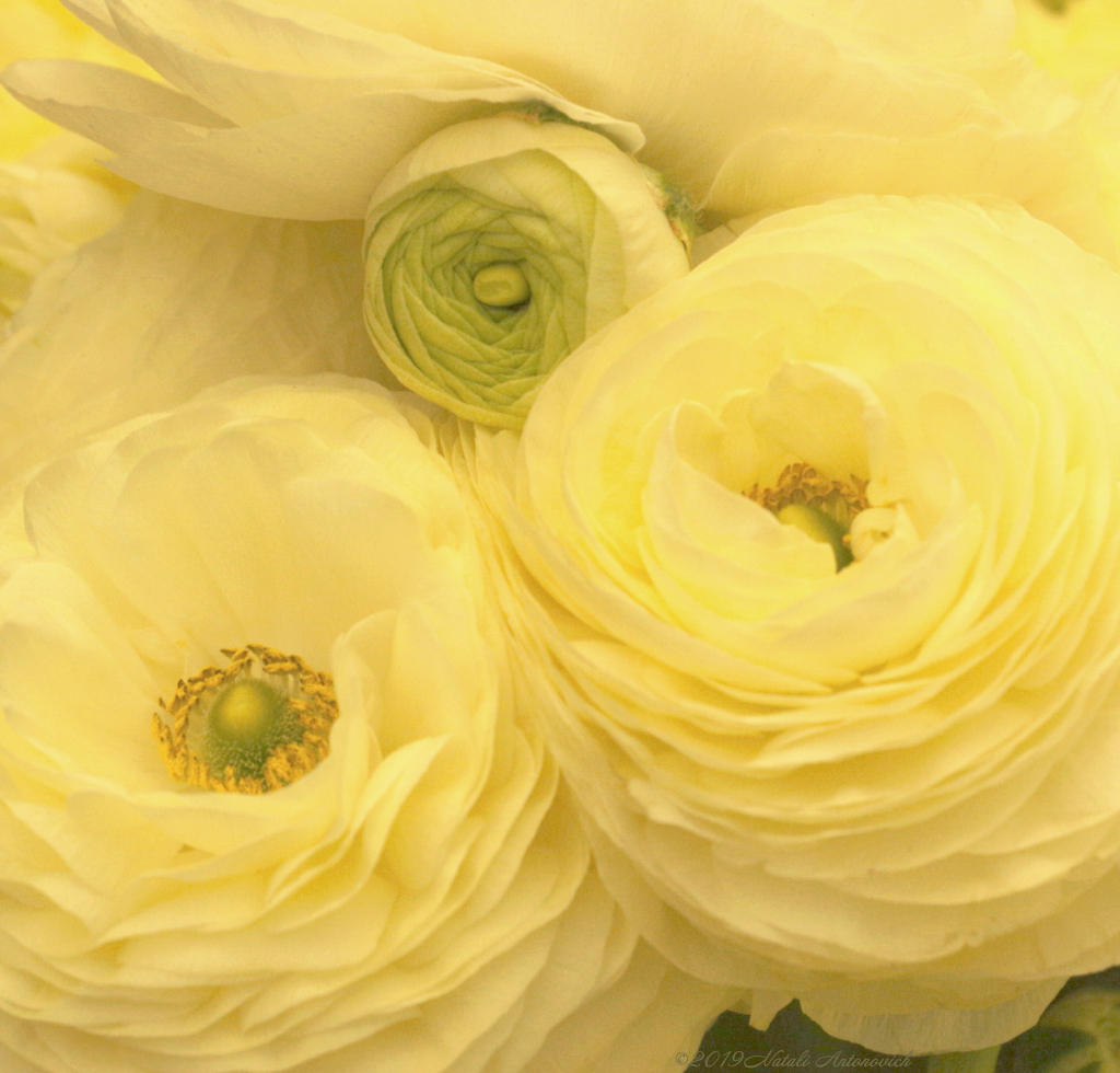 Fotografie afbeelding "Flowers" door Natali Antonovich | Archief/Foto Voorraad.