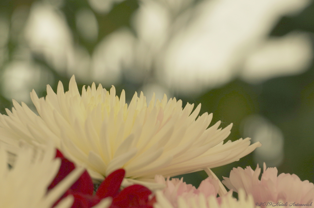 Альбом "Flowers" | Фотография "Цветы" от Натали Антонович в Архиве/Банке Фотографий