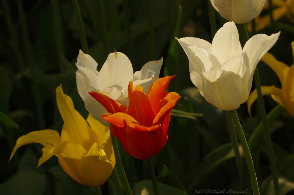 Album "Tulips" | Fotografiebild "Blumen" von Natali Antonovich im Sammlung/Foto Lager.