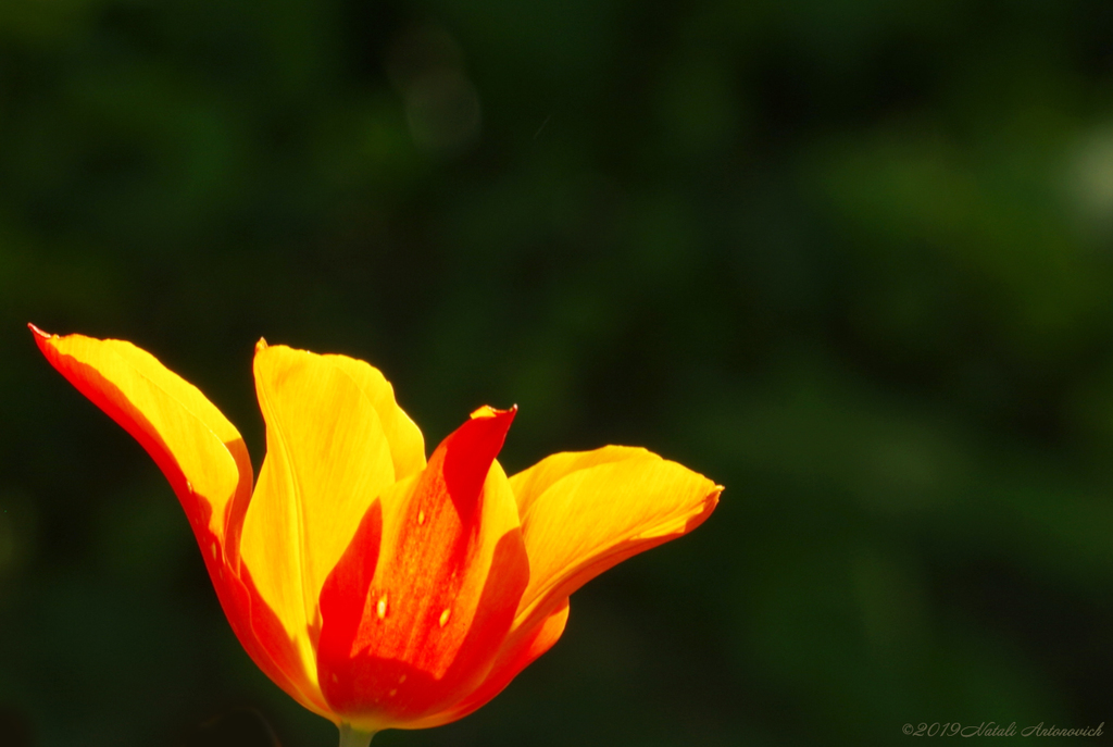 Album "Tulips" | Fotografie afbeelding "Lente" door Natali Antonovich in Archief/Foto Voorraad.