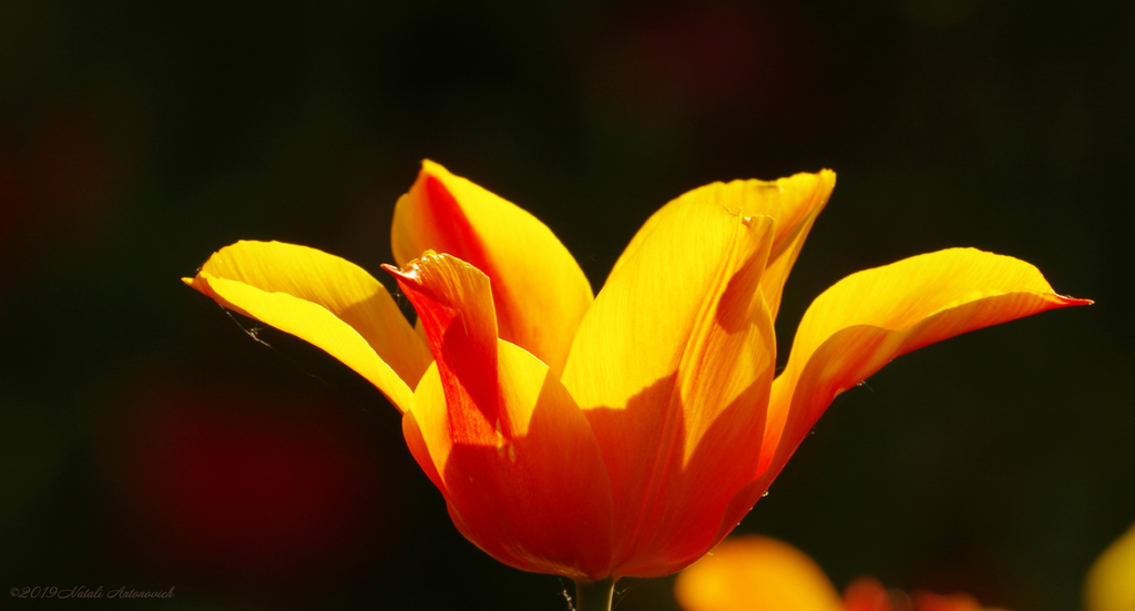 Fotografie afbeelding "Tulips" door Natali Antonovich | Archief/Foto Voorraad.