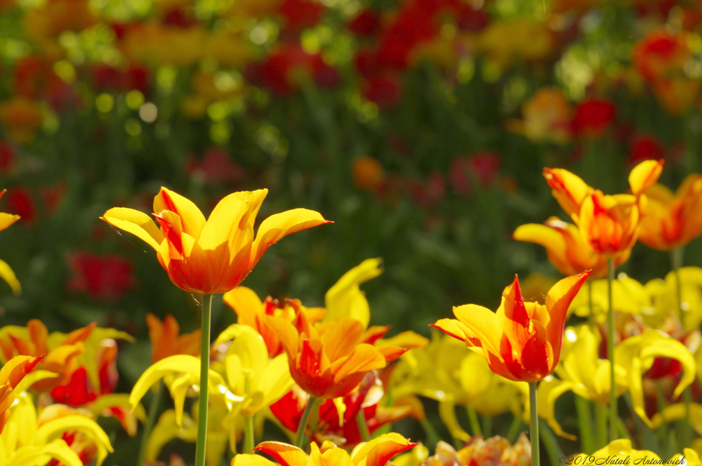 Fotografie afbeelding "Tulips" door Natali Antonovich | Archief/Foto Voorraad.