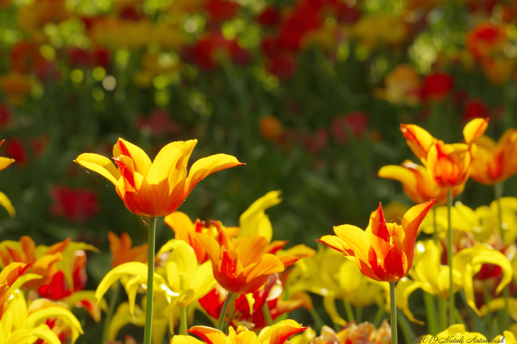 Photography image "Tulips" by Natali Antonovich | Photostock.