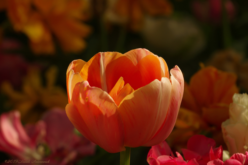 Album "Tulips" | Fotografiebild "Blumen" von Natali Antonovich im Sammlung/Foto Lager.