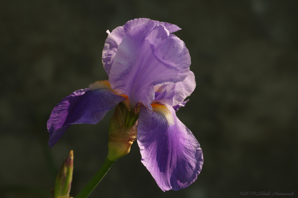 Album "Iris" | Fotografiebild "Blumen" von Natali Antonovich im Sammlung/Foto Lager.