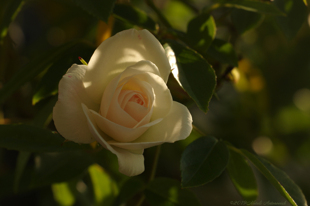 Album "Rose" | Fotografiebild "Blumen" von Natali Antonovich im Sammlung/Foto Lager.