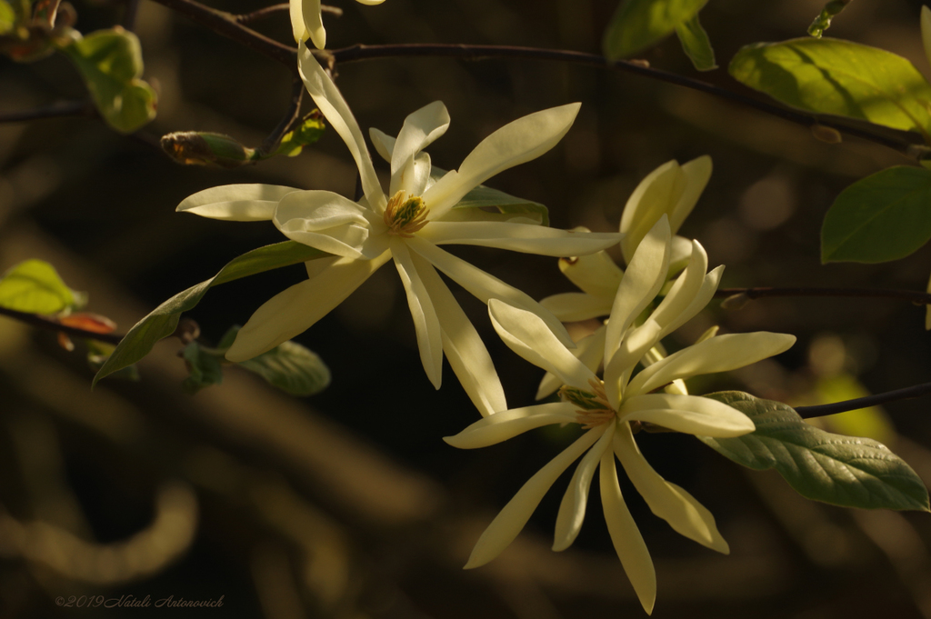 Album "Magnolia" | Fotografiebild "Frühling" von Natali Antonovich im Sammlung/Foto Lager.