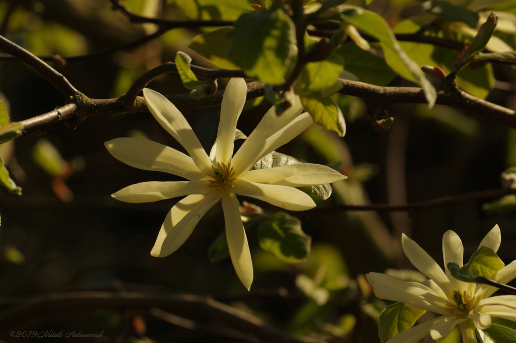 Album  "Magnolia" | Photography image " Spring" by Natali Antonovich in Photostock.