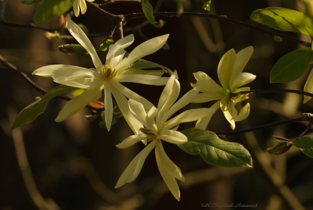 Альбом "Magnolia" | Фота выява " Вясна" ад Natali Антонавіч у Архіве/Банке Фотаздымкаў.