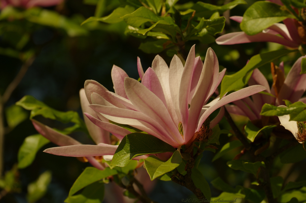 Album "Magnolia" | Fotografiebild "Frühling" von Natali Antonovich im Sammlung/Foto Lager.