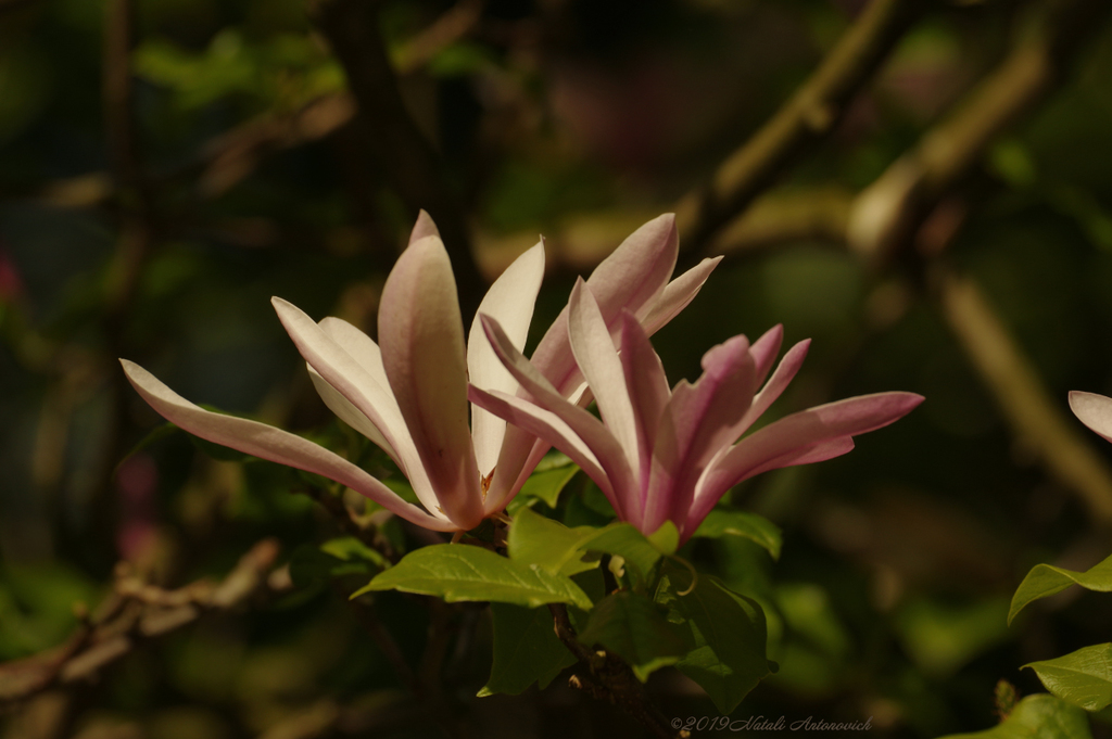Album "Magnolia" | Fotografie afbeelding "Lente" door Natali Antonovich in Archief/Foto Voorraad.