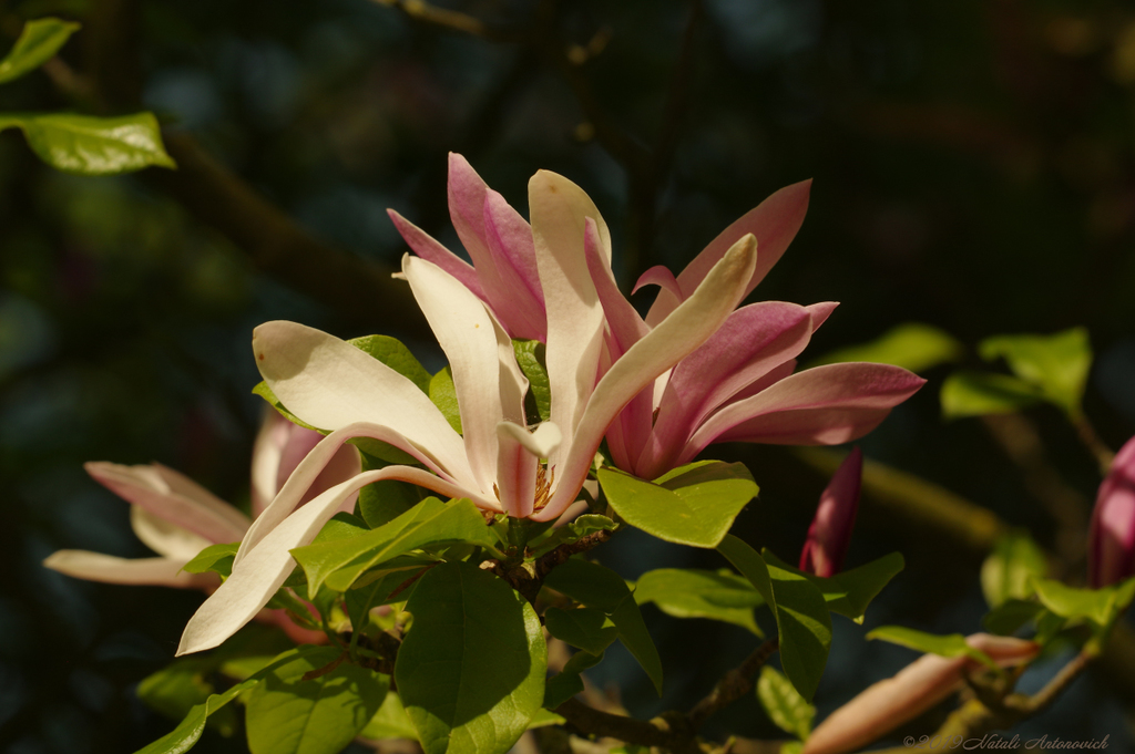 Album "Magnolia" | Fotografie afbeelding "Lente" door Natali Antonovich in Archief/Foto Voorraad.