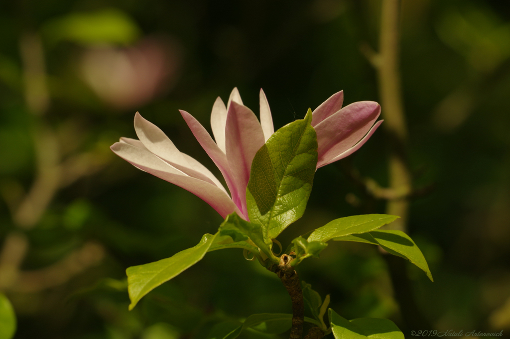 Фота выява "Magnolia" ад Natali Антонавіч | Архіў/Банк Фотаздымкаў.