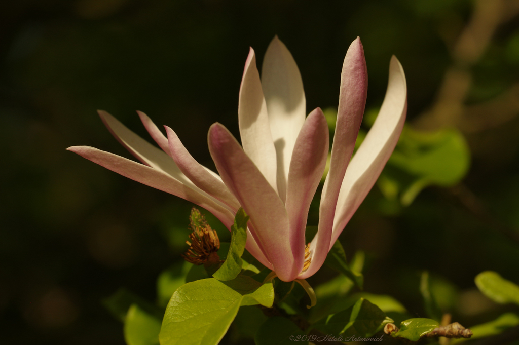 Fotografie afbeelding "Magnolia" door Natali Antonovich | Archief/Foto Voorraad.