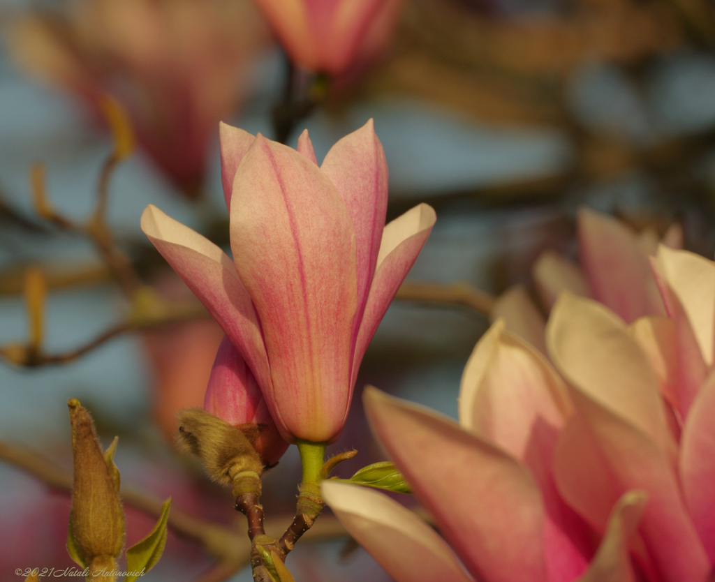 Album "Magnolia" | Fotografiebild "Frühling" von Natali Antonovich im Sammlung/Foto Lager.