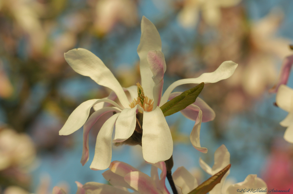 Album  "Magnolia" | Photography image " Spring" by Natali Antonovich in Photostock.