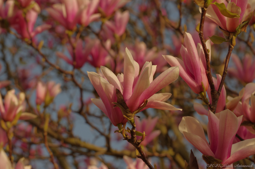 Album "Magnolia" | Fotografie afbeelding "Lente" door Natali Antonovich in Archief/Foto Voorraad.