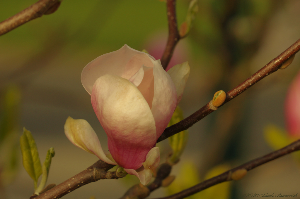 Album "Magnolia" | Fotografie afbeelding "Lente" door Natali Antonovich in Archief/Foto Voorraad.