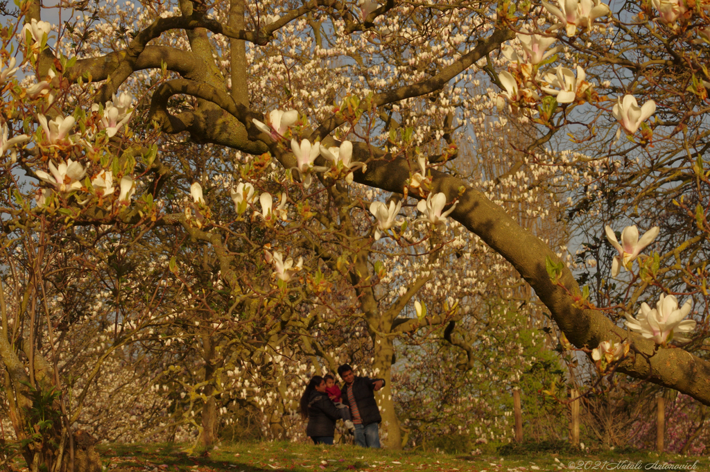 Album "Enamoured Spring" | Fotografie afbeelding " Brussel" door Natali Antonovich in Archief/Foto Voorraad.