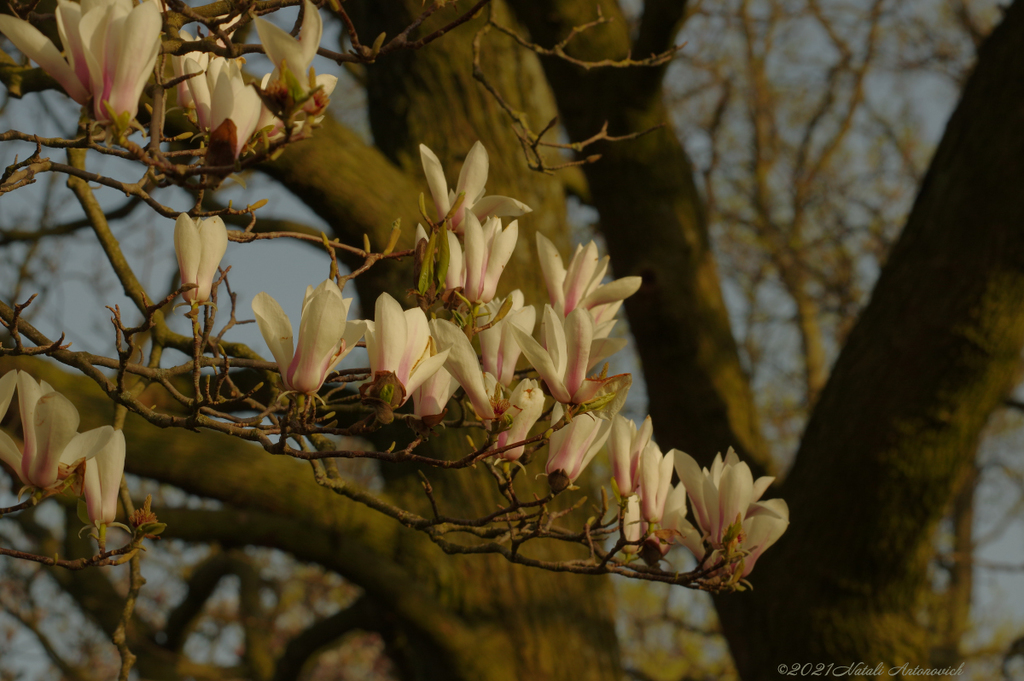 Альбом "Enamoured Spring" | Фотография "Весна" от Натали Антонович в Архиве/Банке Фотографий