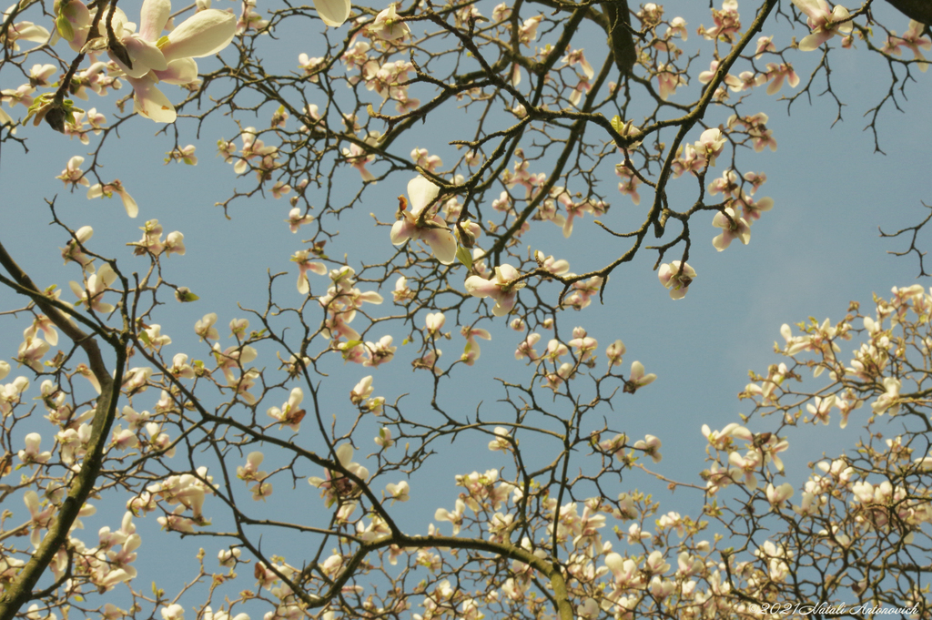 Album "Magnolia" | Fotografie afbeelding "Lente" door Natali Antonovich in Archief/Foto Voorraad.