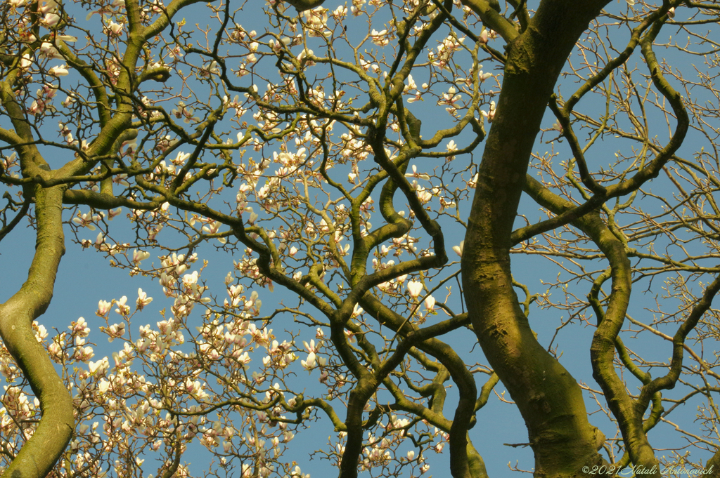 Album "Magnolia" | Fotografie afbeelding "Lente" door Natali Antonovich in Archief/Foto Voorraad.