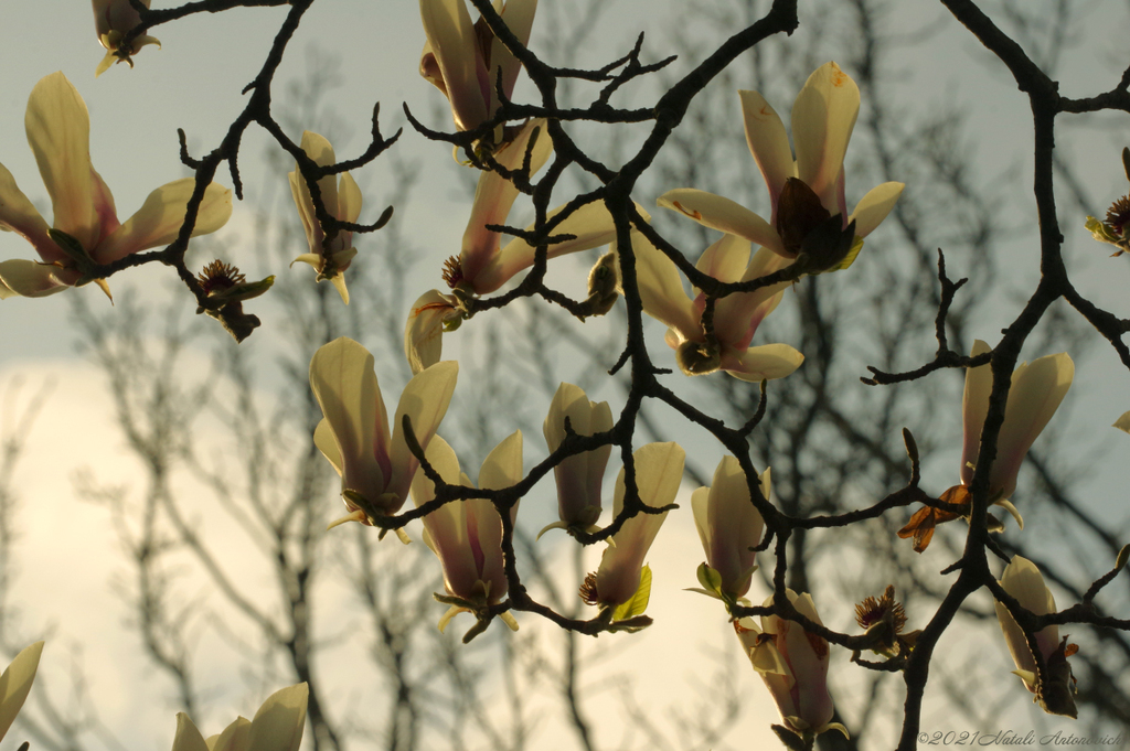 Album  "Magnolia" | Photography image " Spring" by Natali Antonovich in Photostock.