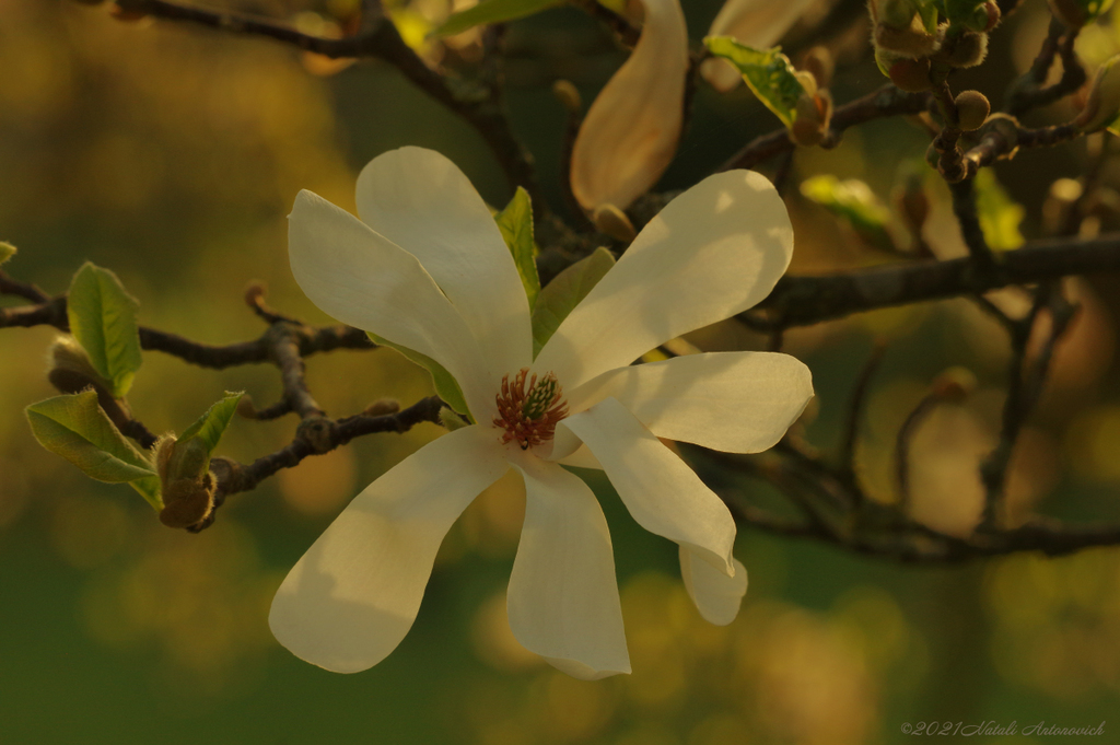 Album "Magnolia" | Fotografie afbeelding "Lente" door Natali Antonovich in Archief/Foto Voorraad.