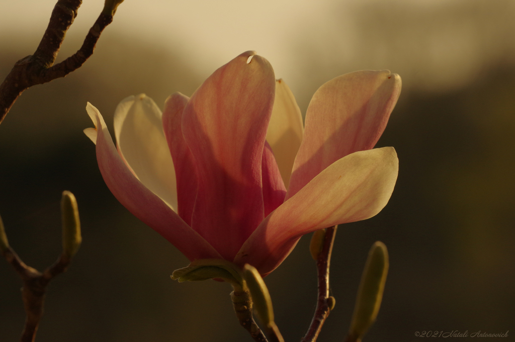 Fotografie afbeelding "Magnolia" door Natali Antonovich | Archief/Foto Voorraad.