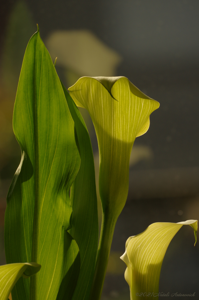 Fotografiebild "Calla" von Natali Antonovich | Sammlung/Foto Lager.