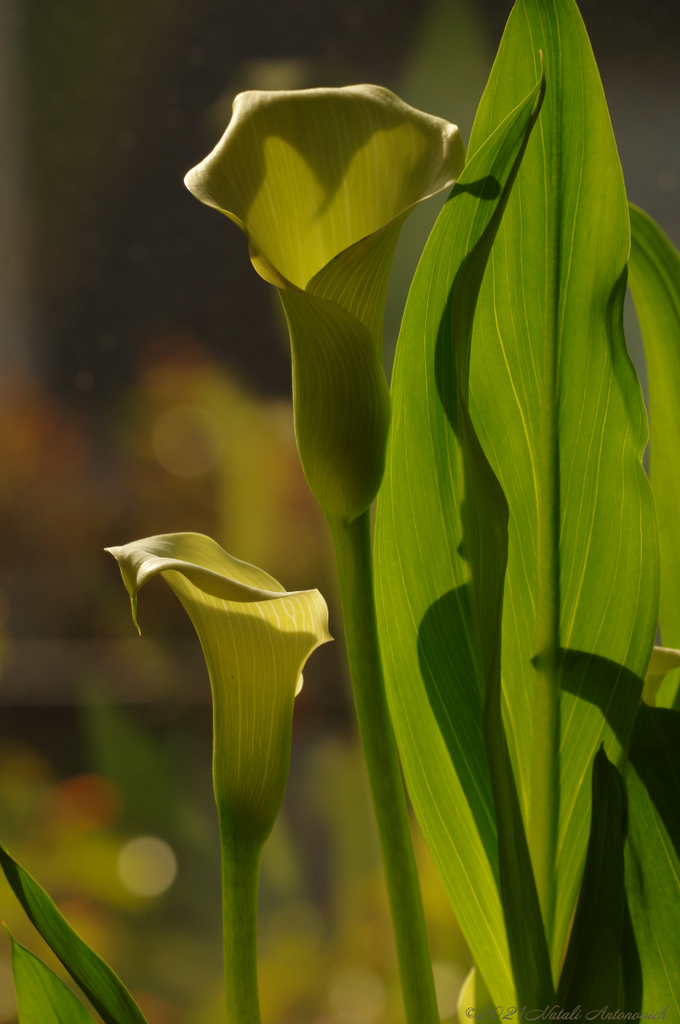 Album "Calla" | Fotografie afbeelding "Bloemen" door Natali Antonovich in Archief/Foto Voorraad.