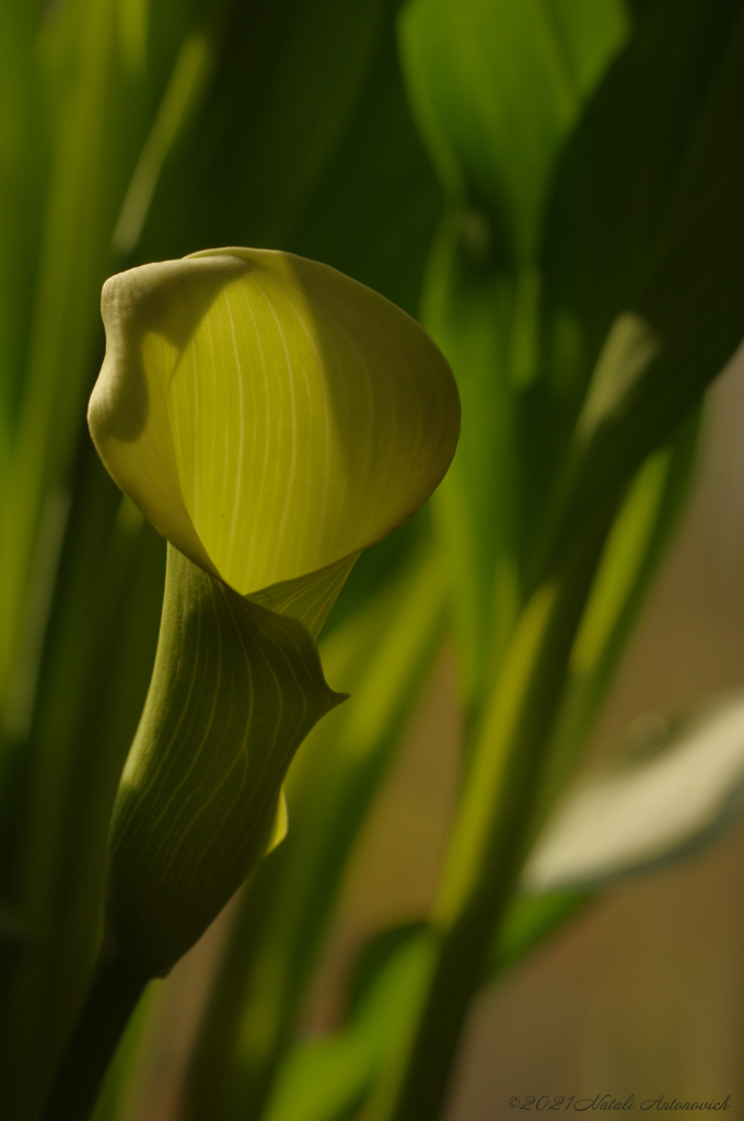 Album  "Calla" | Photography image "Flowers" by Natali Antonovich in Photostock.