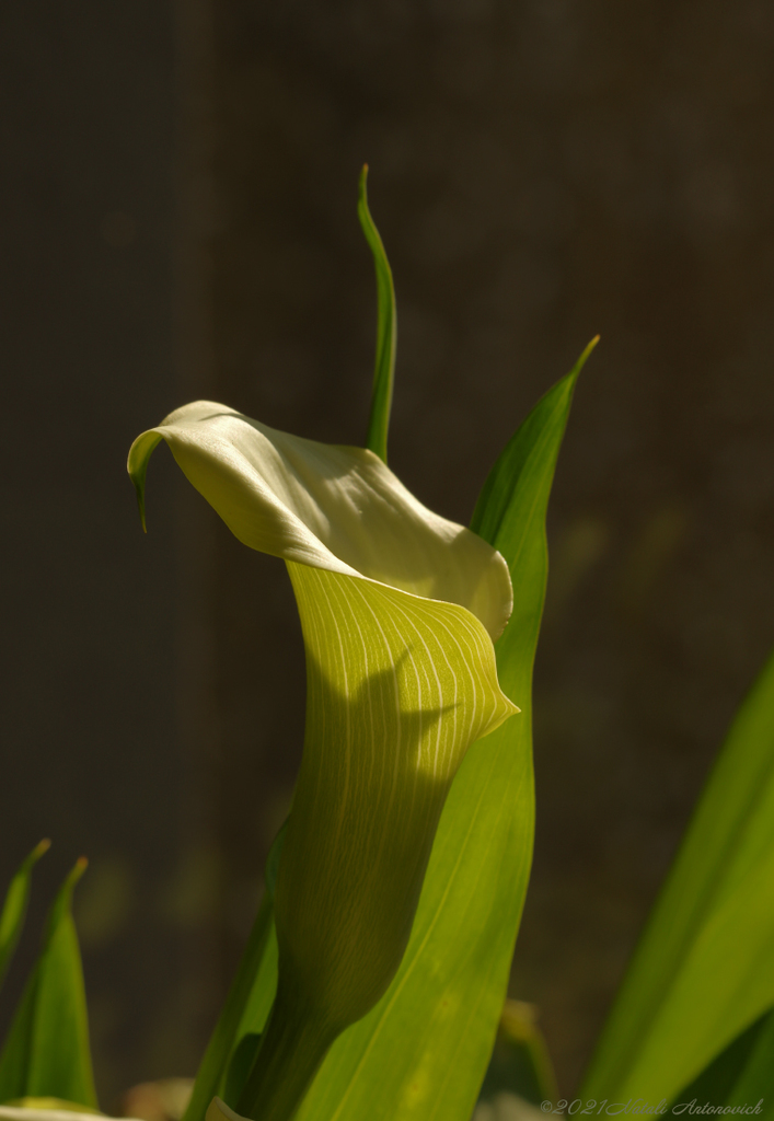 Fotografie afbeelding "Calla" door Natali Antonovich | Archief/Foto Voorraad.