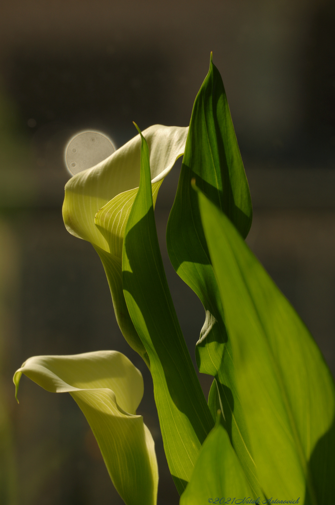 Album "Calla" | Fotografiebild "Parallelen" von Natali Antonovich im Sammlung/Foto Lager.