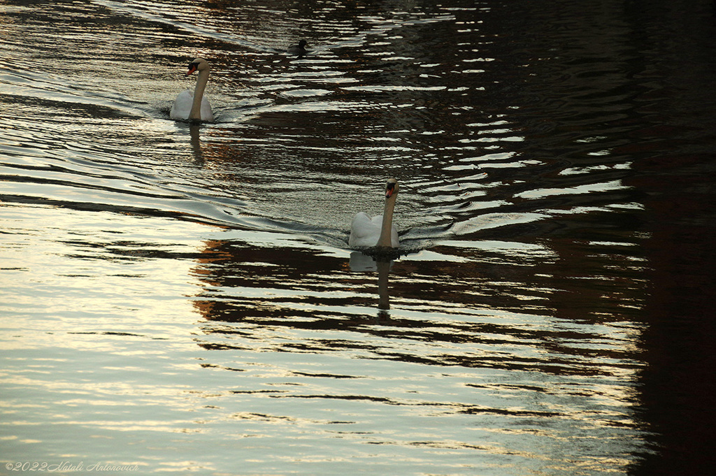 Photography image "Beloved Brugge" by Natali Antonovich | Photostock.