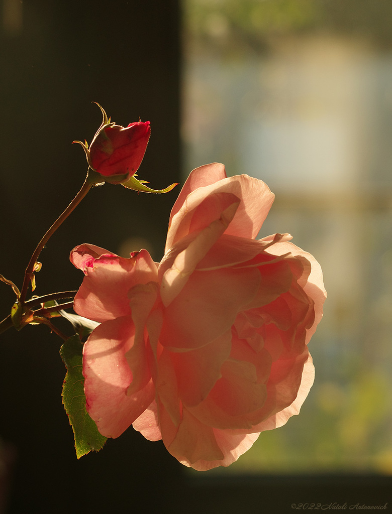 Album "Roses" | Fotografie afbeelding "Bloemen" door Natali Antonovich in Archief/Foto Voorraad.