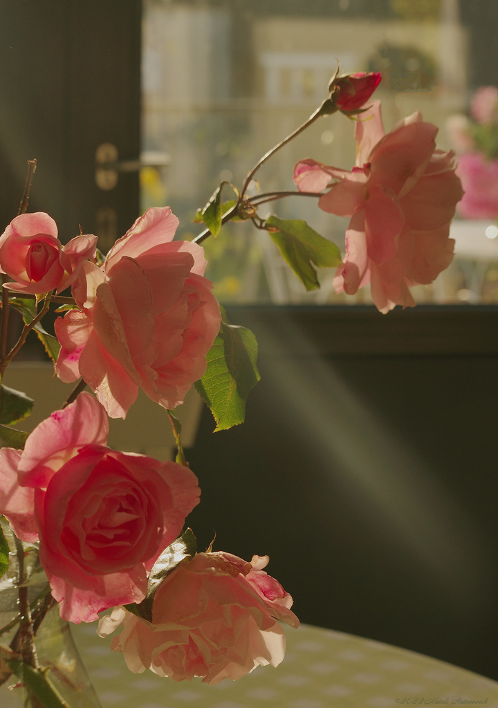 Альбом "Roses" | Фотография "Цветы" от Натали Антонович в Архиве/Банке Фотографий
