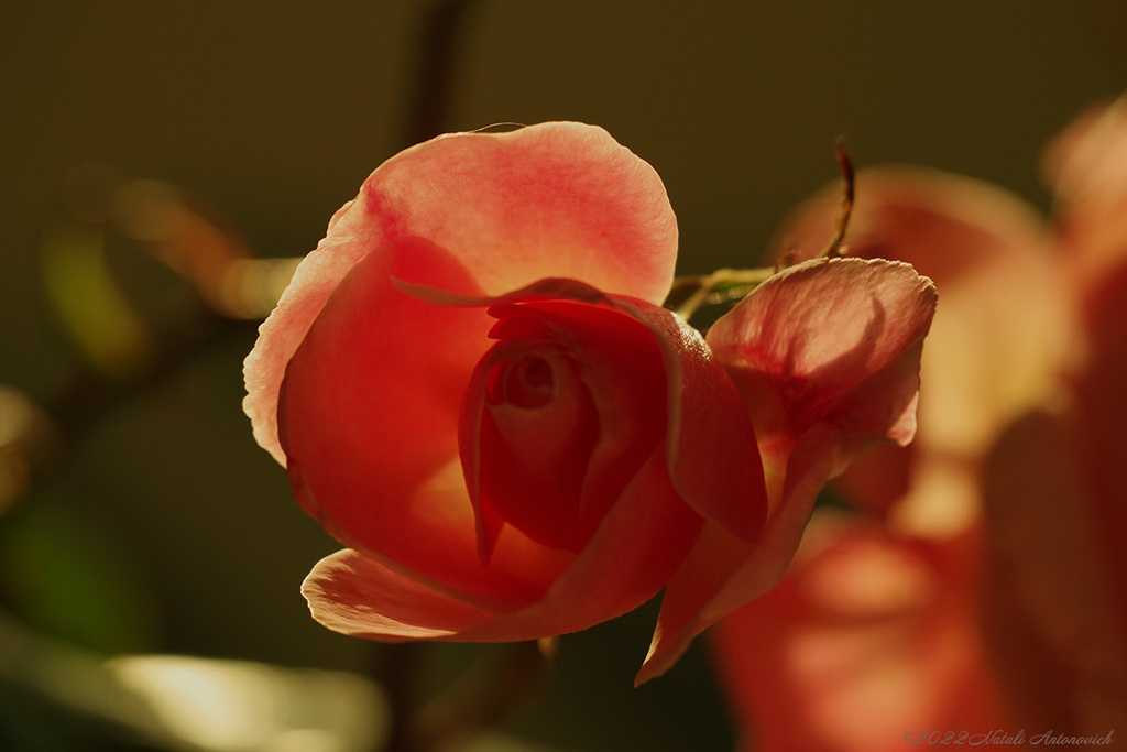 Album "Roses" | Fotografiebild "Blumen" von Natali Antonovich im Sammlung/Foto Lager.